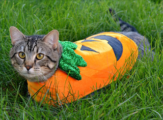 Illustration for article titled National Cat Day